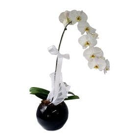 Orquídea Cascata Com Vaso Preto