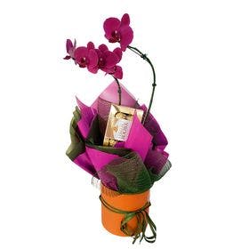 Mini Orquídea no box com Ferrero Rocher